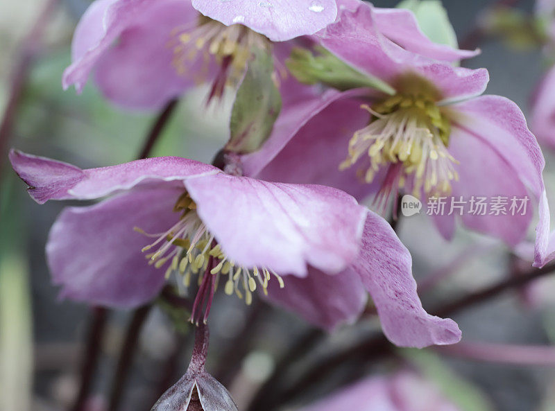 四旬期玫瑰(Helleborus orientalis)